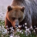 Медведь в цветах
