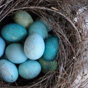 Синие яйца в гнезде